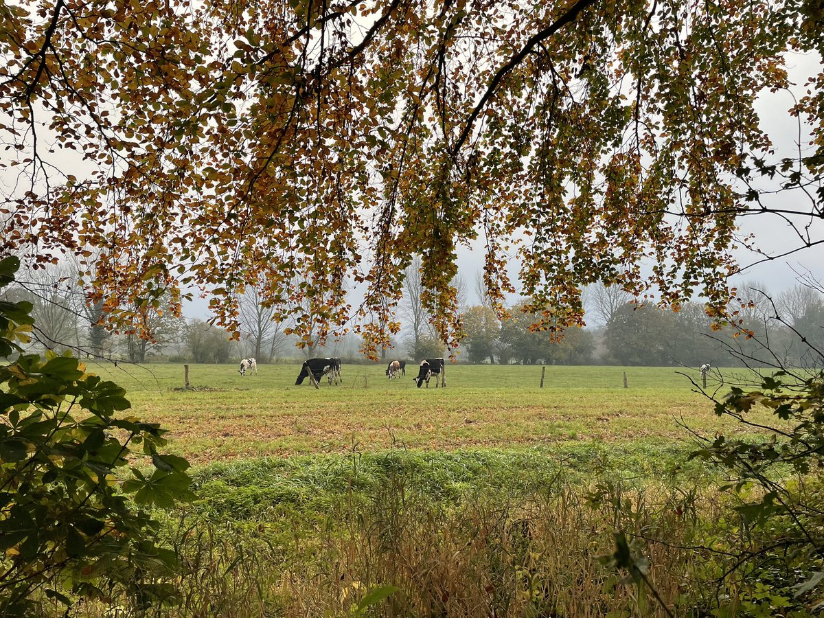 Annatinax's tweet photo. Mal wieder ein bisschen Niederrhein? #huels #huelserbruch #walking #running !B https://t.co/NMRF7H4QLJ