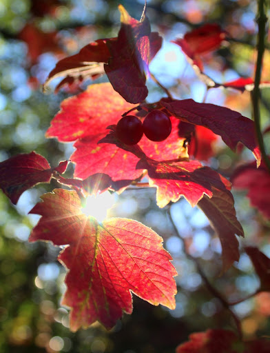 ByBrookOx's tweet photo. Our Autumn Newsletter's Out Now! Click for News on: Broad Meadow Furniture @OxfordCity | Events @BBOWT @BritainWilder @WildOxfordshire @CPRE | Dragonfly Recording | Photo Comp @yinneth | Discover our Bats | Survey Opportunity @TVERC1 | Autumn Plants  - https://t.co/FaquKyM85E https://t.co/MRLWvVWx5Q