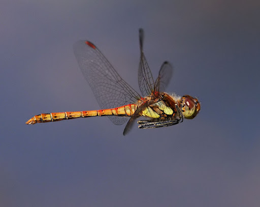 ByBrookOx's tweet photo. Our Autumn Newsletter's Out Now! Click for News on: Broad Meadow Furniture @OxfordCity | Events @BBOWT @BritainWilder @WildOxfordshire @CPRE | Dragonfly Recording | Photo Comp @yinneth | Discover our Bats | Survey Opportunity @TVERC1 | Autumn Plants  - https://t.co/FaquKyM85E https://t.co/MRLWvVWx5Q