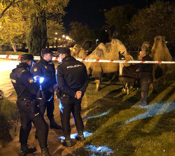 europapress's tweet photo. La Policía localiza a 8 camellos y una llama que paseaban por calles de Madrid tras escaparse de un circo https://t.co/AcGbZBNzie https://t.co/tvv8uN7Kfy