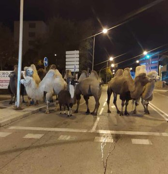 europapress's tweet photo. La Policía localiza a 8 camellos y una llama que paseaban por calles de Madrid tras escaparse de un circo https://t.co/AcGbZBNzie https://t.co/tvv8uN7Kfy