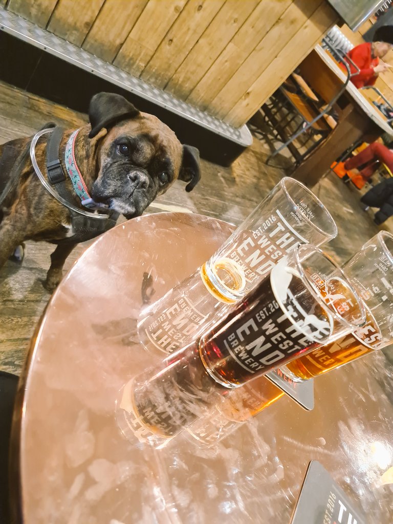 PubDogLE2's tweet photo. Had  a cracking pint in the @WestEndBrewpub #pubdog https://t.co/WhLl9gREA7