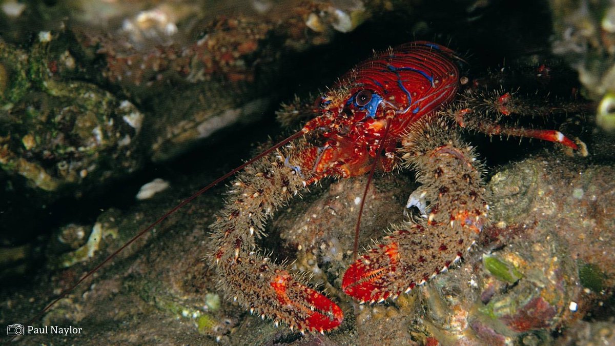 LivingSeasNW's tweet photo. This #SpeciesSunday we are looking at the funny yet stunning looking Spiny squat lobster

🦞🦀They look like a cross between a lobster and a crab!

🦞⚡️They have a brilliant red body decorated with electric blue stripes

🦞✴️Their long claws are covered in menacing spines https://t.co/Znt9xXuqit