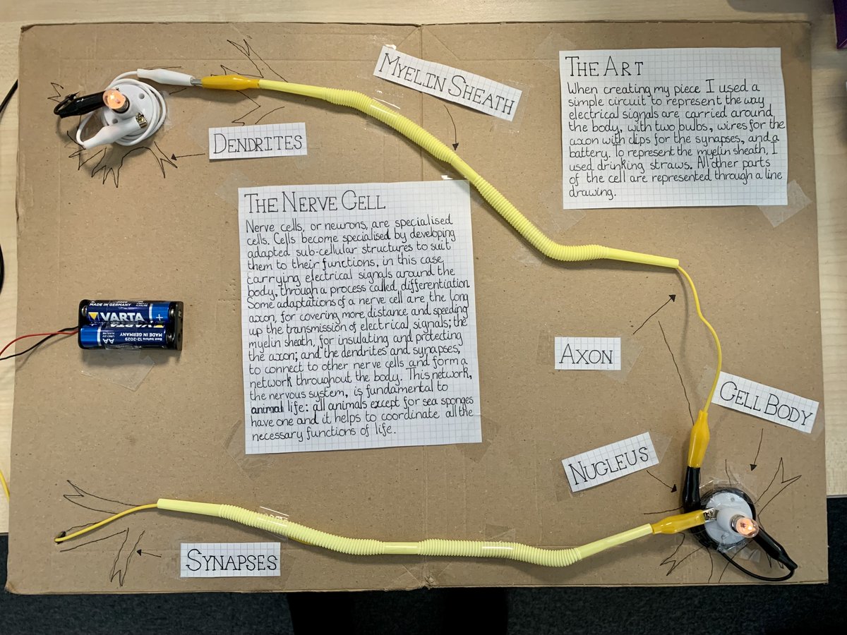 lister_science's tweet photo. Some of the incredible entries to the #biologyweek BioArtAttack Competition including an electric circuit modelling the electrical impulses in a nerve cell! https://t.co/swjSCh85Dv