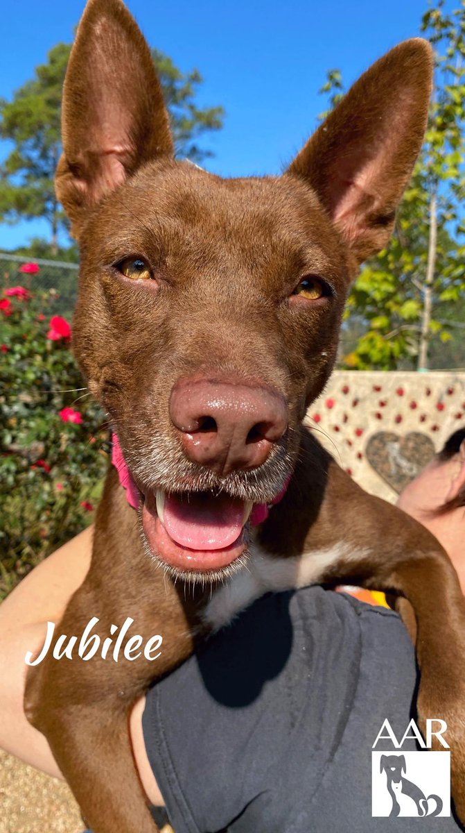 Jubilee is a sweet gentle lady looking for a home. She was a stray who had a rough time. She had several litters of pups and some didn’t make it during the freeze. She is ready to start her life in a comfortable home with heating, air conditioning, a soft bed, & lots of love.