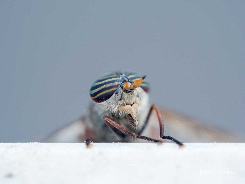 HectorCantres's tweet photo. Horse-fly and it amazing eyes. Striped horse-fly?
#flies #fly #horsefly #stripedhorsefly
#animals #bugs #entomology #insects
#nature #NaturePhotography #tinywildlife #TwitterNatureCommunity #wildlife #wildlifephotography
#wildlifeart https://t.co/LT6lefM7iS