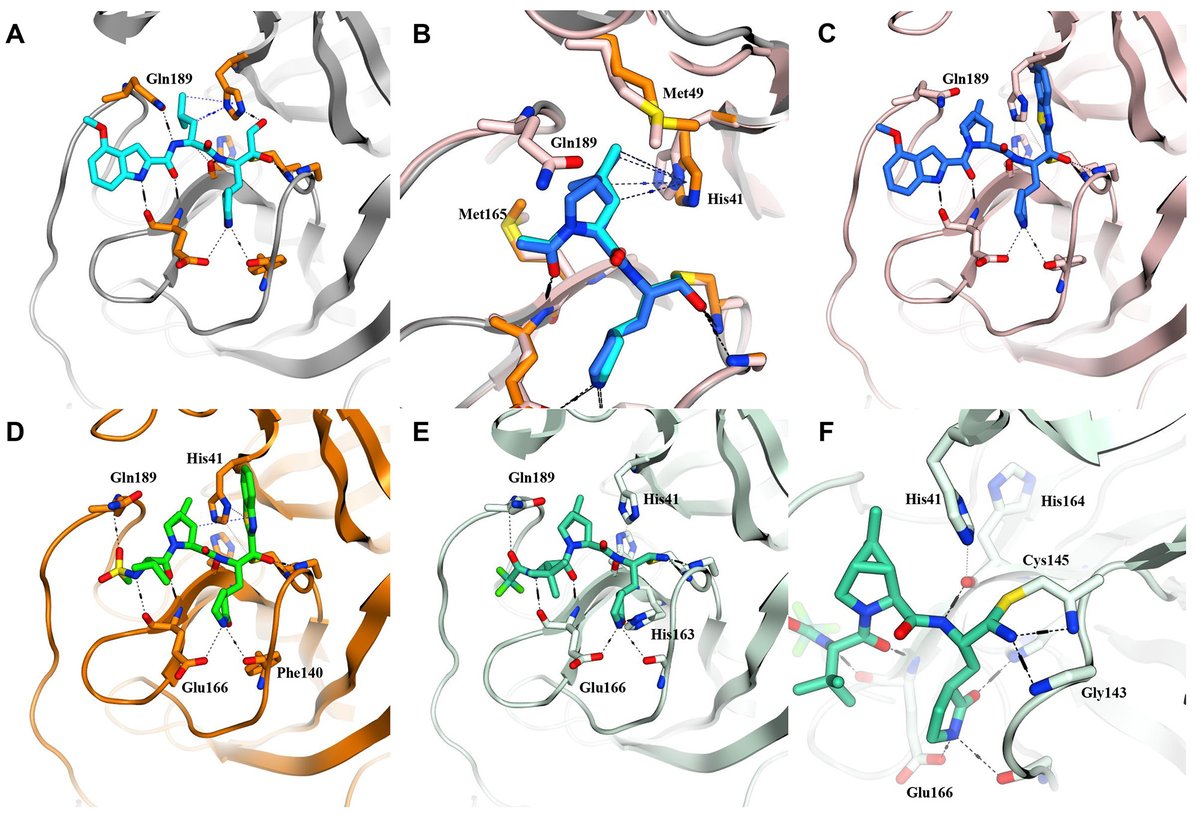 abledoc's tweet photo. An Orally Available, Potent designer Small Molecule Inhibitor of SARSCov2 Main Protease, with low off target activity from Pfizer. It has activity against other coronaviruses as well due to 100% homology at the catalytic site. #COVID19 #ProteaseInhibitor #MainProtease https://t.co/hyUygMNFla