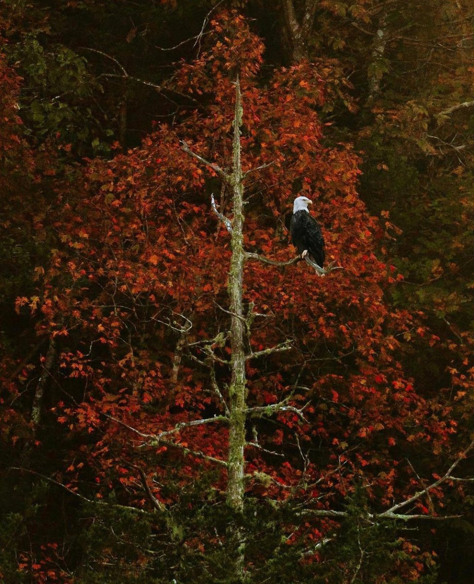 findingnwa's tweet photo. Happy leaf crunching...🍂🍁
Tag your regional explorations @FindingNWA on IG & #FindingNWA.
📷: @ thejeffrose, @ seth.danielj, @ tylerleemain https://t.co/HRcOODMpQ4
