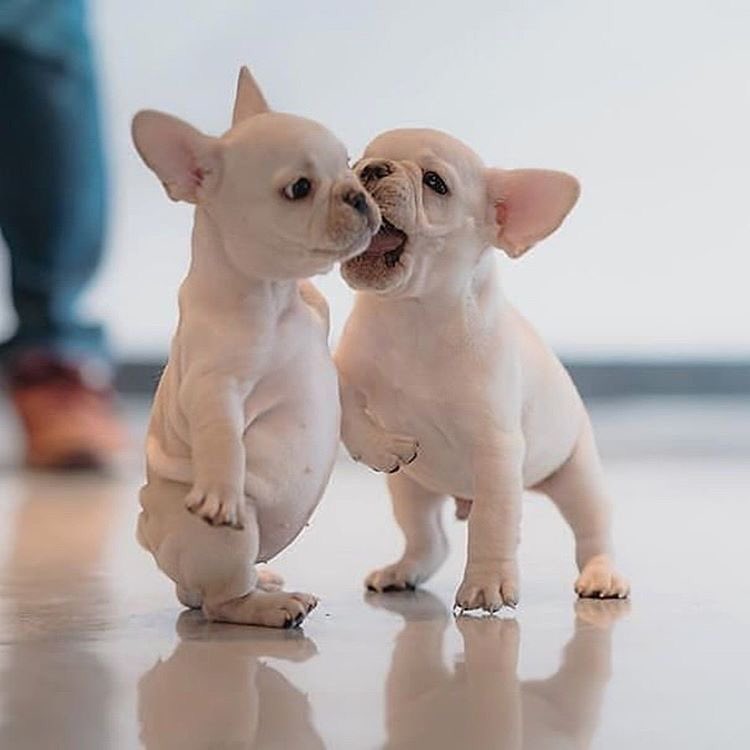 LoveZavanah's tweet photo. Awwwww !!! Que bellezas !! Me recuerdan a mi pequeña 😔
#photooftheday
#BeautyDogs 🐕 https://t.co/goKDOgt0AB
