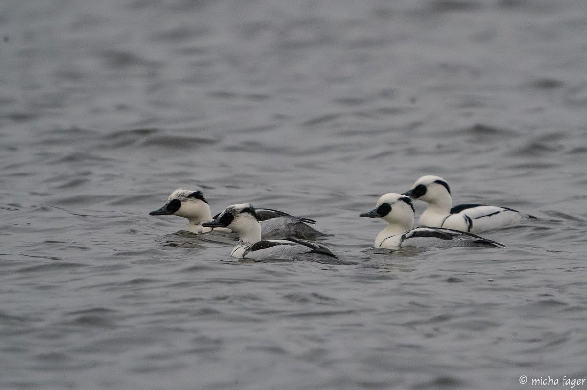 BirdlifeSuomi's tweet photo. Viikon #lintutilanne: marraskuu alkoi lauhana ja runsaslintuisena. Rastaat tyhjentävät pihlajia ja vesilinnut parveutuvat. Loppusyksyn harvinaisuuksia on tavattu mukavasti.
https://t.co/etPk6foyd8
#linnut 📷:(#uivelo) Micha Fager. https://t.co/5UnPRZArM8