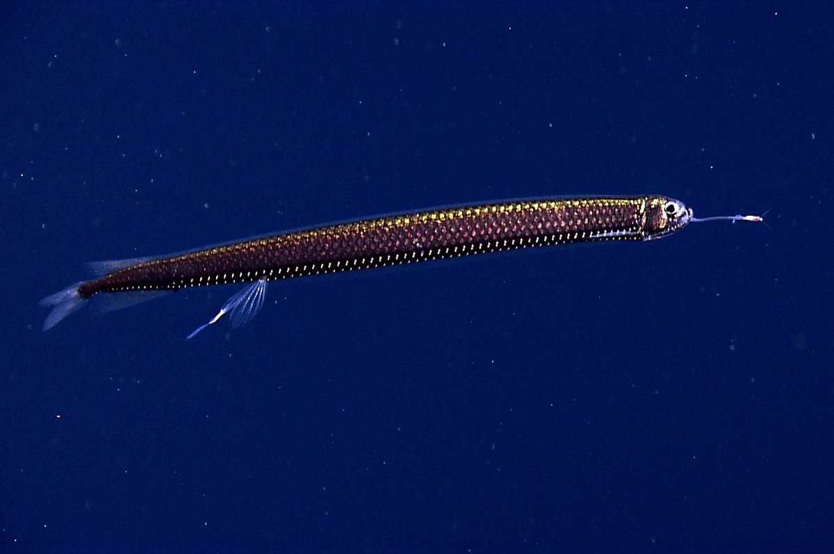 For todays S we have Stomias boa for #FishABC. These fishes have amazing bioluminescent photophores on the ventral surface of the body and in addition; a bioluminescent barble used for luring prey to their demise.