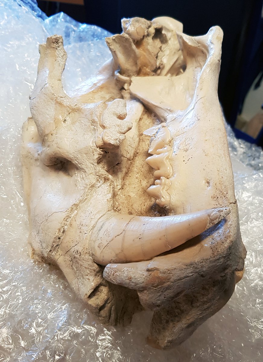 ManuelSalesa's tweet photo. It is easy to start a new Project of @CienciaGob
@AgEInves with fossils like this amazing new skull of Machairodus aphanistus from Batallones-7, the first one that we have found at this site #FossilFriday #Paleontología #Palaeontology #Paleontology #Paleontologie https://t.co/fG04daHKdg