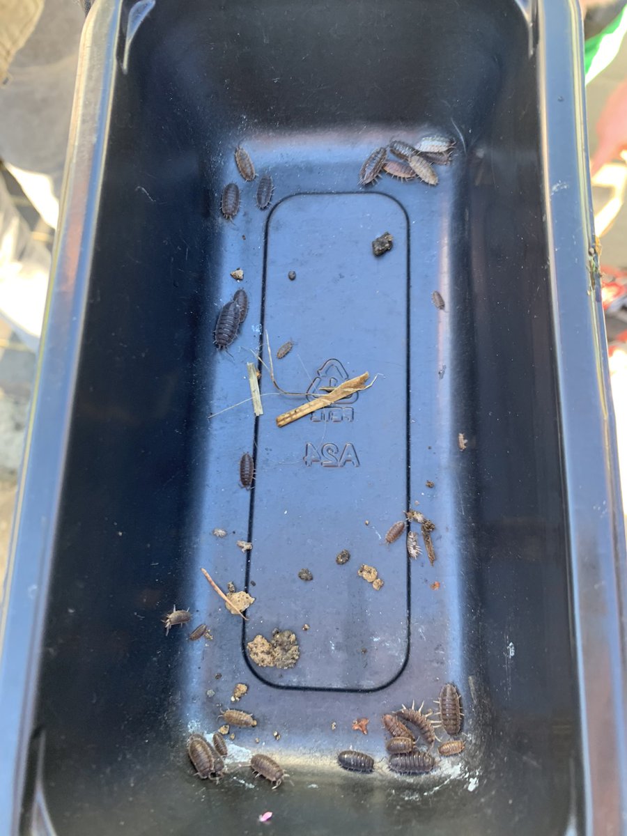 Lavington Sixth Form Campus tweet media