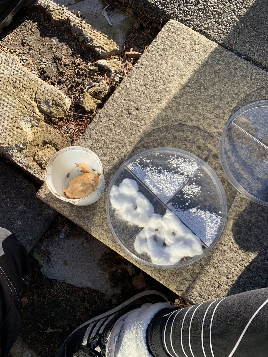 Lavington Sixth Form Campus tweet media