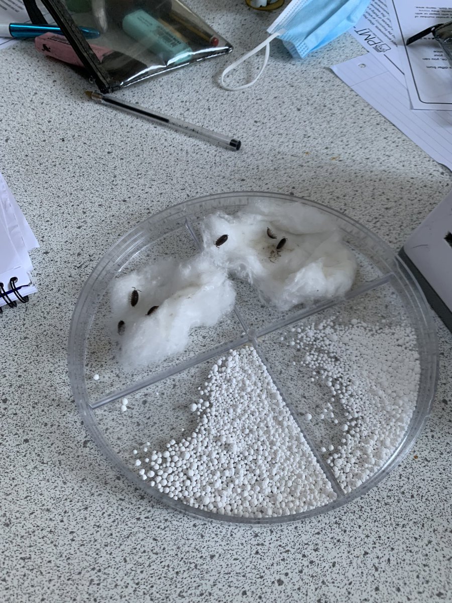 Lavington Sixth Form Campus tweet media