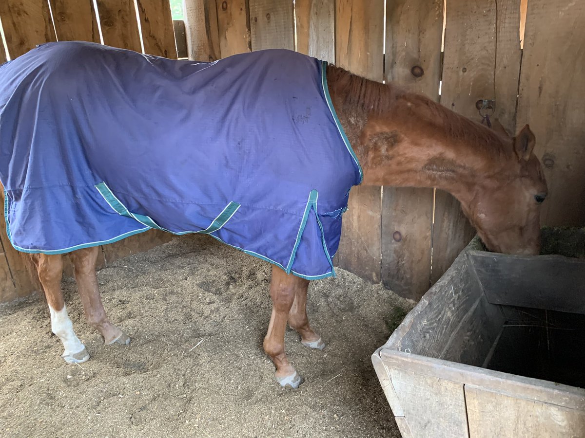 sebcourtney's tweet photo. 💚Celtic Chaos💚it is cold outside but this boy doesn’t care! Enjoying his soaked mash and toasty warm! Ultrasound shows tendons cold and tight, legs look great! @Kitkat8298 #OTTB #AddictedToRehab #NoChaosHere we ventured into the ring and he saw all the jumps😳 https://t.co/vwIZGejr5N