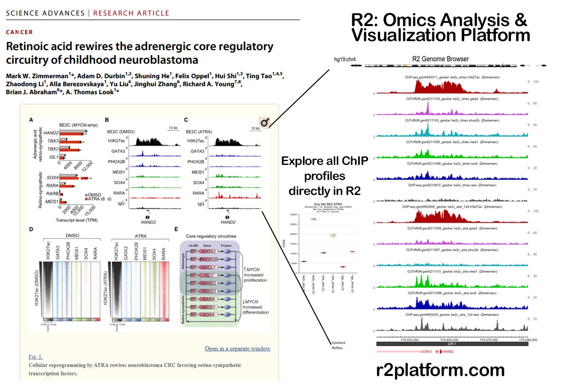 r2_platform's tweet photo. Cool new data resource added to https://t.co/ctFJNSqNgK: #ATRA #neuroblastoma by Richard Young and Thomas Look.
#kit2021 

Academic #datamining and #dataviz platform for #biologists without #bioinformatics skills. https://t.co/wPIGrAvjEb