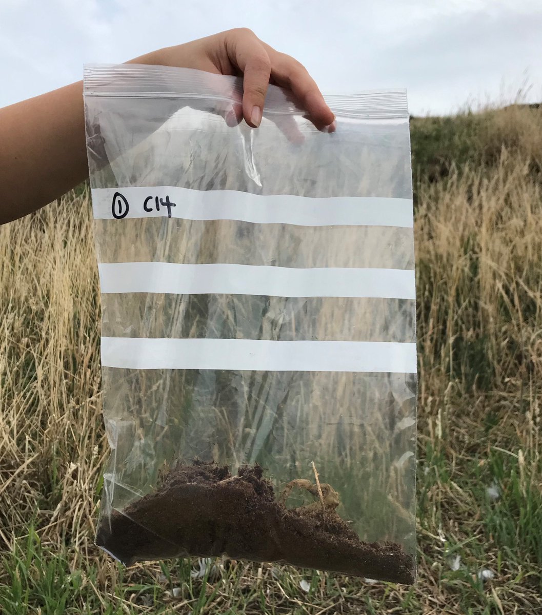 SeabirdCentre's tweet photo. NEW BLOG📢

Thanks to @biologicalily for the excellent new blog
'Seeds of Hope' about her seed bank research on Craigleith &amp; how it could support our SOS Puffin #conservation work to manage tree mallow on the island.

READ IT⬇️
https://t.co/RUe1ig7bks

#NaturePositive https://t.co/nZ0tudQZff