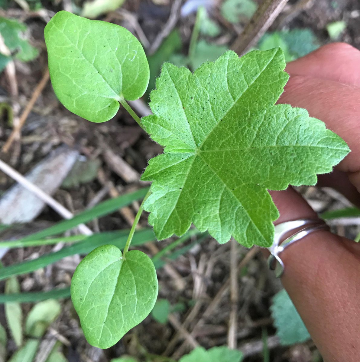 SeabirdCentre's tweet photo. NEW BLOG📢

Thanks to @biologicalily for the excellent new blog
'Seeds of Hope' about her seed bank research on Craigleith &amp; how it could support our SOS Puffin #conservation work to manage tree mallow on the island.

READ IT⬇️
https://t.co/RUe1ig7bks

#NaturePositive https://t.co/nZ0tudQZff
