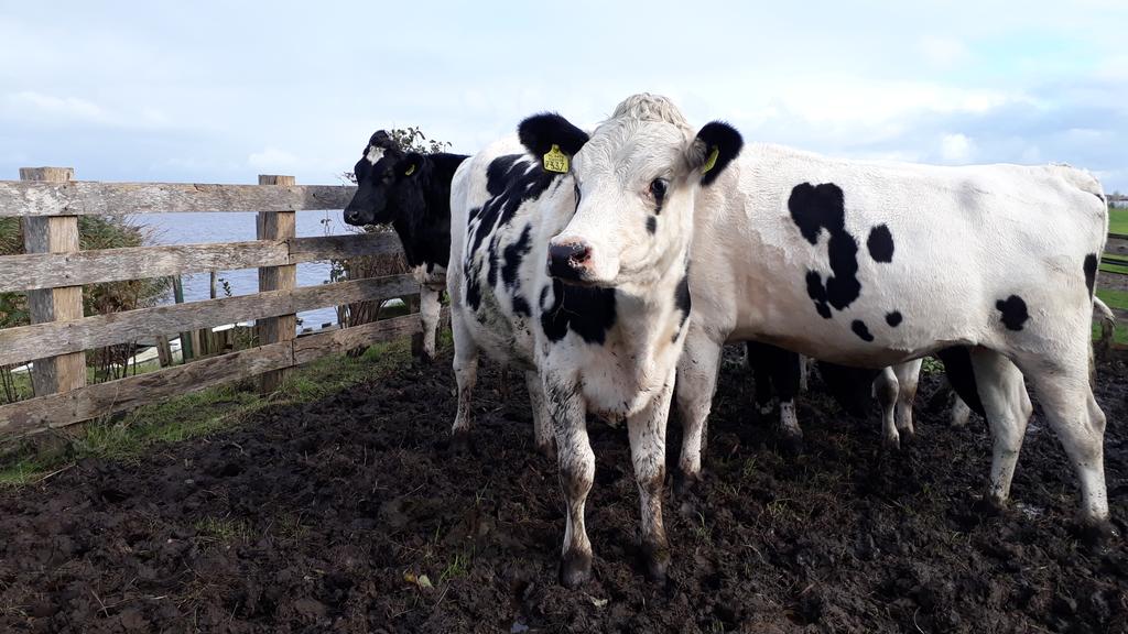 Tijd om de stal op te zoeken #herfst #jongvee