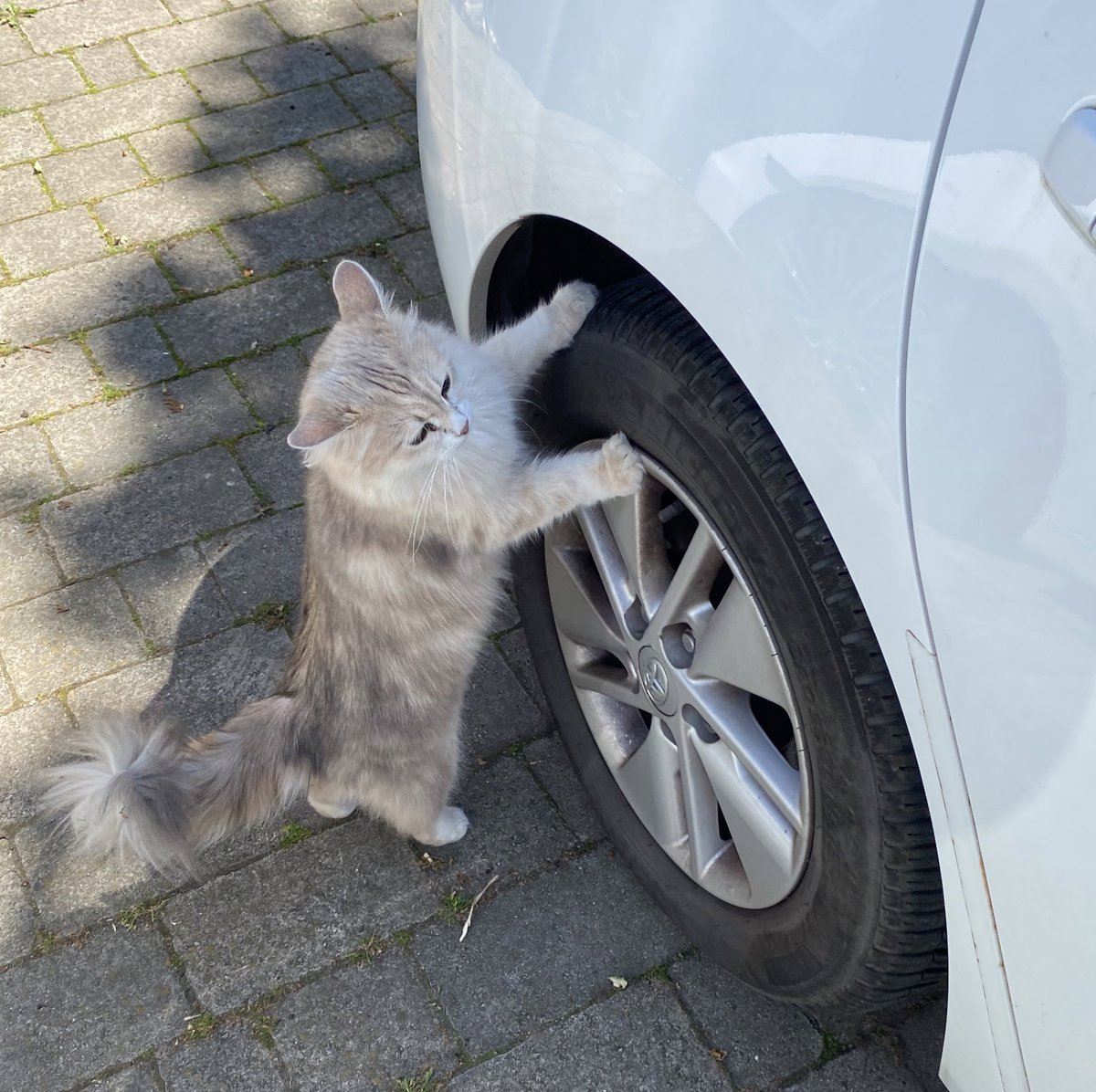 FionaBowler's tweet photo. Never going to this mechanic again. She examined the wheel for a second, licked my tire and then charged me £700. https://t.co/qxS5RGgN7n