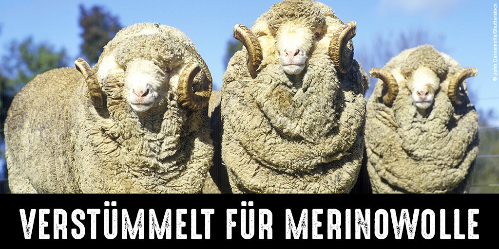 tierschutz_bund's tweet photo. #Merinowolle kommt zu 90% aus Australien. Um möglichst viel Wolle zu liefern, wurden #Merinoschafe auf viele Hautfalten gezüchtet, die im Genitalbereich schmerzhaft herausgeschnitten werden. Mulesing ist bei uns verboten, der Import der Wolle aber erlaubt: https://t.co/KjfzaEZtVe https://t.co/y96TcLzJ8I