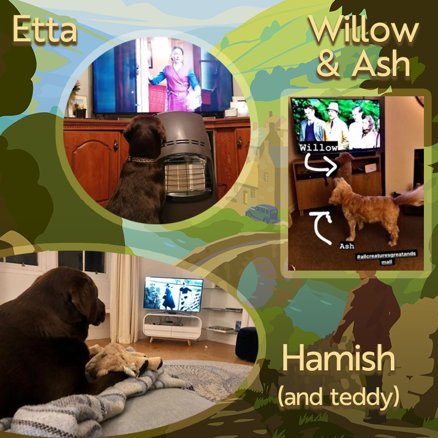 AllCreaturesTV's tweet photo. Keep your pets calm this #BonfireNight with their favourite episode of #ACGAS! You can find both soothing series here https://t.co/tCTd5pAV5m ❤️🐕🎆 #Dogglebox https://t.co/aetvNQB9j2