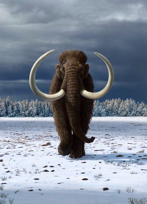 Noguesbravo's tweet photo. Our new study on the #extinctionpathway of the woolly mammoth is out. Magnitude of extinction drivers varies over space and time, moving beyond silver-bullet explanations. Thanks @DamienFordham for leading us and @MAntonPaleoart
https://t.co/dgUWG4ogEM
@Ecology_Letters https://t.co/Kpz5qD4RC9