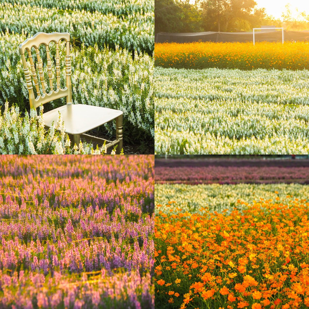 everydaywithme_'s tweet photo. 📣📣📣เปิดแล้ว📣📣📣
สวนดอกไม้จ้วดคาเฟ่ฟาร์ม🌼🌸 
เปิดให้เข้าชมแล้ววันนี้เป็นต้นไป

Gps : https://t.co/Qfx2iIMB8V

📍เปิดให้บริการทุกวัน 
โซนสวนดอกไม้เปิด 8.00-18.00 น.
โซนร้านอาหารเปิด 11.00-22.00 น.

#รีวิวขอนแก่น #reviewkhonkaen #khonkaen #รีวิวอีสาน #reviewesan https://t.co/roF20PQFqR
