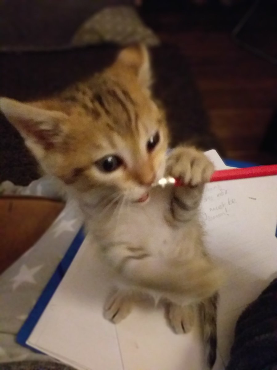 Trying to write but my muse Lollipop  has other ideas 😻
#kittensoftwitter #amwriting #WritingCommunity #cute