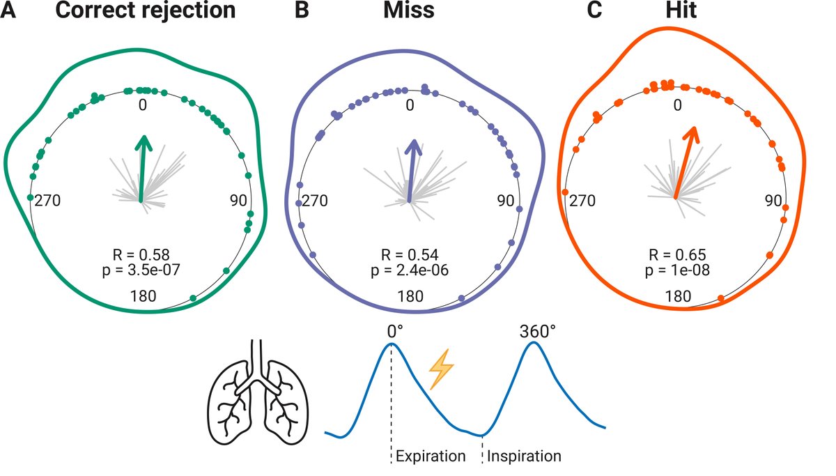 Martin Grund (@grundmar) on Twitter photo Great news: My final PhD paper has been accepted for publication in #JNeurosci <a href="/SfNJournals/">SfN Journals</a>. 🥳 We show that respiration phase-locking 🫁 to expected stimulus onsets 🖐⚡️ corresponds to highest heart rate 🫀 (and presumably cortical excitability). ➡️ doi.org/10.1101/2021.0… Great news: My final PhD paper has been accepted for publication in #JNeurosci <a href="/SfNJournals/">SfN Journals</a>. 🥳 We show that respiration phase-locking 🫁 to expected stimulus onsets 🖐⚡️ corresponds to highest heart rate 🫀 (and presumably cortical excitability). ➡️ doi.org/10.1101/2021.0…