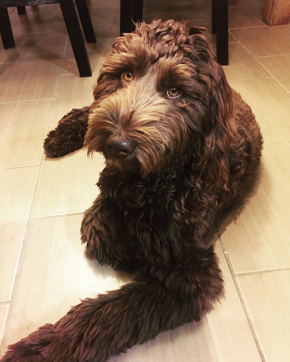 MissGates9's tweet photo. Furry Friday! @breakfasttv https://t.co/z59sfDN7jO