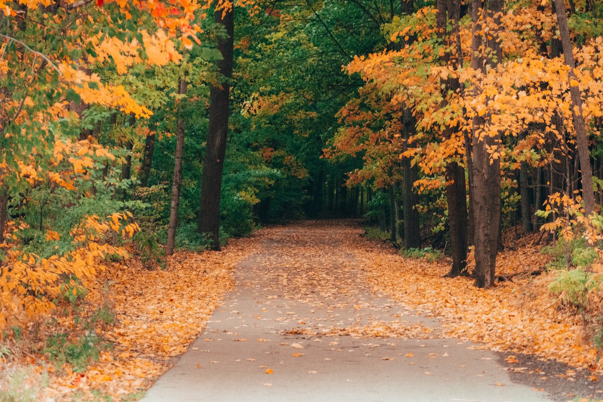 TreeCanada's tweet photo. On October 18, twenty @ViroxAHP volunteers planted 125 trees in #Oakville, ON, as part of our #PartnersInPlanting program! These new trees will help increase biodiversity and restore the forest, which has experienced significant damage by #LDDmoth.
➡️ https://t.co/8AyLOxaeFs https://t.co/IPRUMRYExy