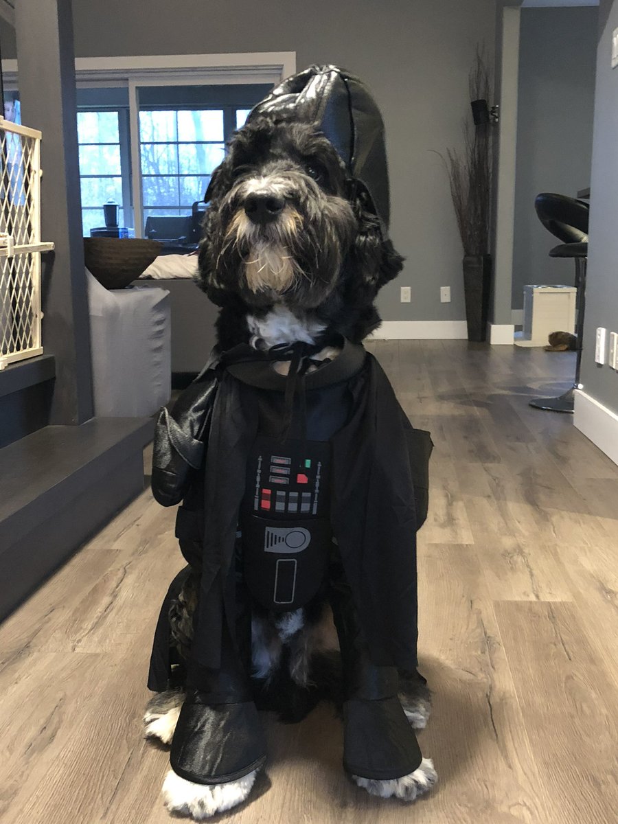 jasondenstedt's tweet image. Hank Vader on Halloween!@breakfasttv @furryfriday @DinaPugliese