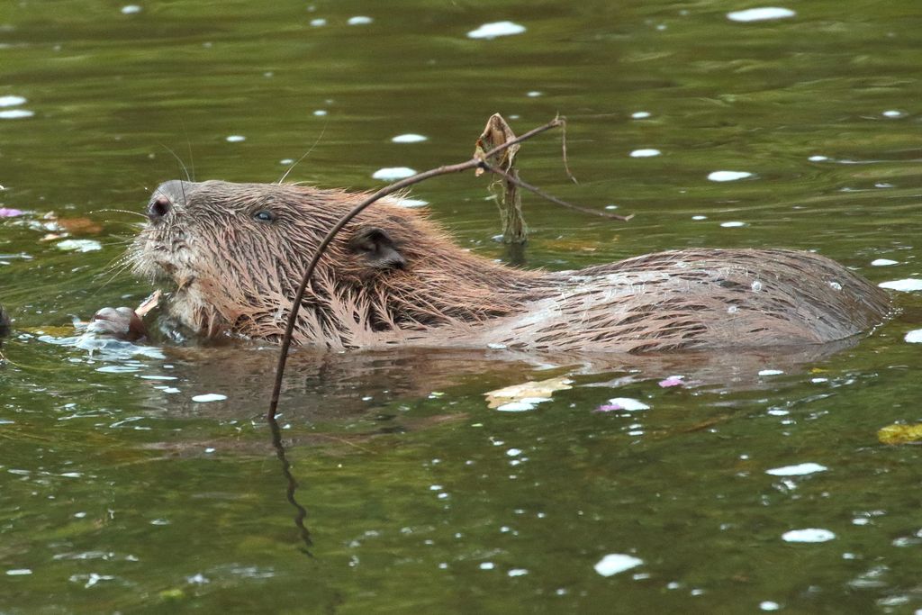 Devon Wildlife Trust tweet media