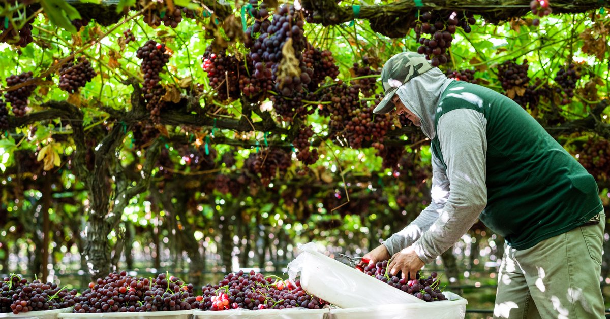 SamsonsGrapes's tweet photo. #DYK Fowler Packing Company has been farming in the Fresno area since the 1950s. Today we are known for producing grapes under the Samsons label. The name Samsons pays homage to our founder, the late Sam Parnagian. #quality #produce https://t.co/mb5sY3gXlU