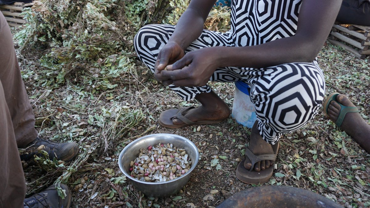 ICTA_UAB's tweet photo. 🆕African Sahelian farmers diversify crops🌾to adapt to climate change, according to a new @ICTA_UAB study carried out in Senegal by @AnnaPorcuna @LICCI_ERC  

#climatechange #CoP26 #localknowledge #Adaptation #agrobiodiversity

https://t.co/kWnZOVFRso https://t.co/MAXlxrWubS