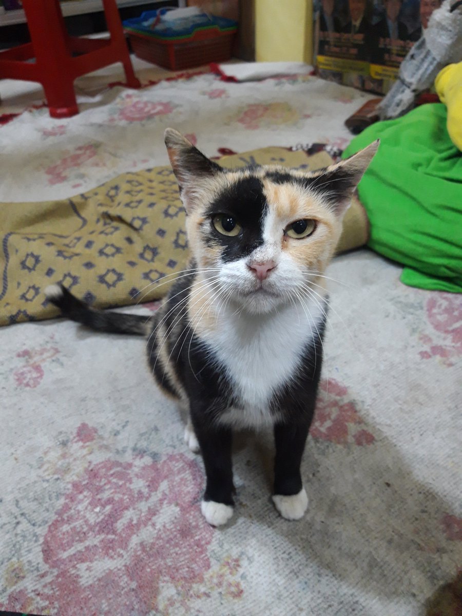 bob🎸 (@chocobin_)  Twitter