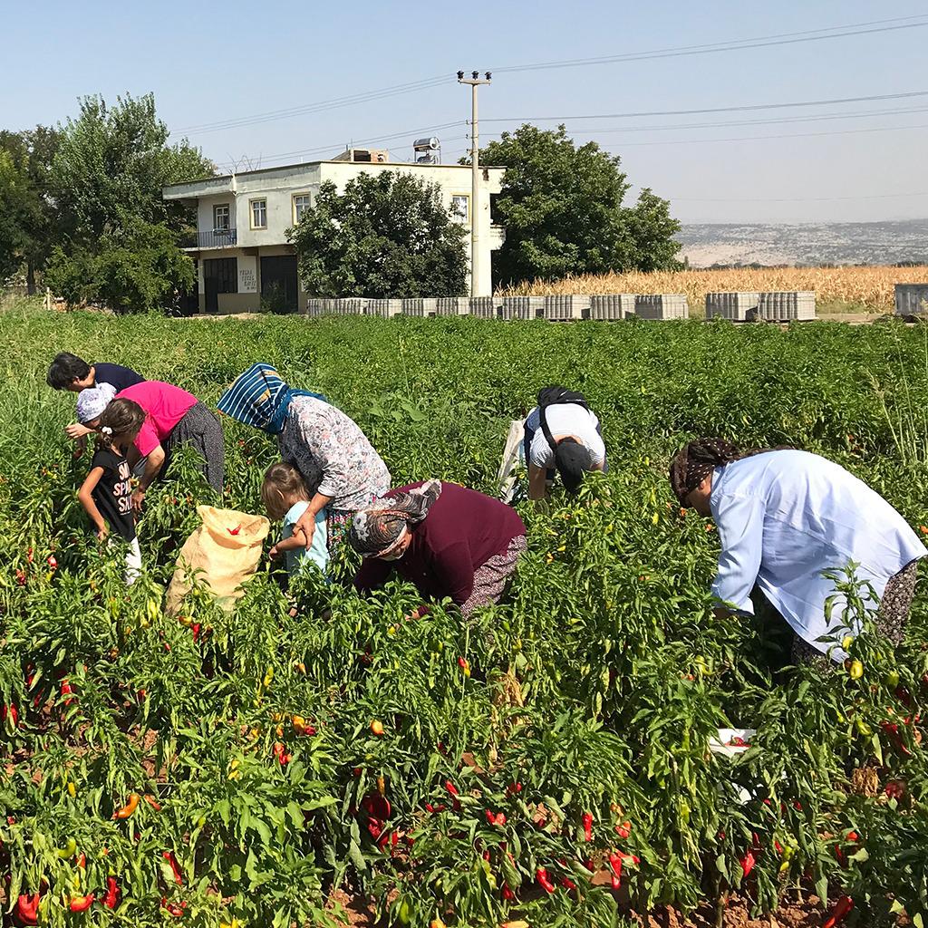 Bu topraklar için gerçek gıda üretimine katkıda bulunmak amacıyla kurulan kadın kooperatifimiz Besnili Kadinlar Kooperatifi’nin (BESKAKOOP) ilk ürünleri, sağlıklı sofralar için yola çıktı. 
<a href="/beskakoop/">BESKA KOOP</a>  <a href="/FatihMacoglu/">Fatih Mehmet Maçoğlu</a>