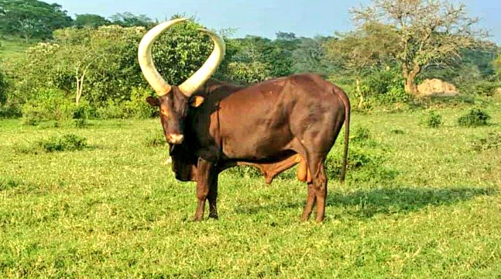 "Optimism is the most important human trait, because it allows you evolve your ideas, to improve your situation, and to hope for a better tomorrow." - Seth Godin #ankolecattle #TGIF
