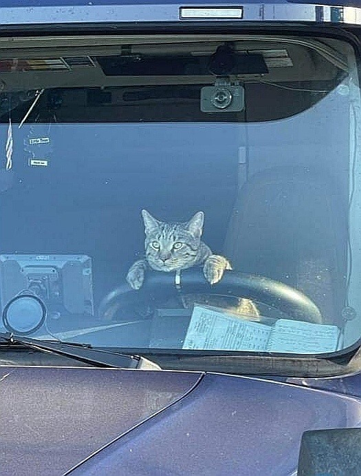 cats with jobs 🛠 tweet media