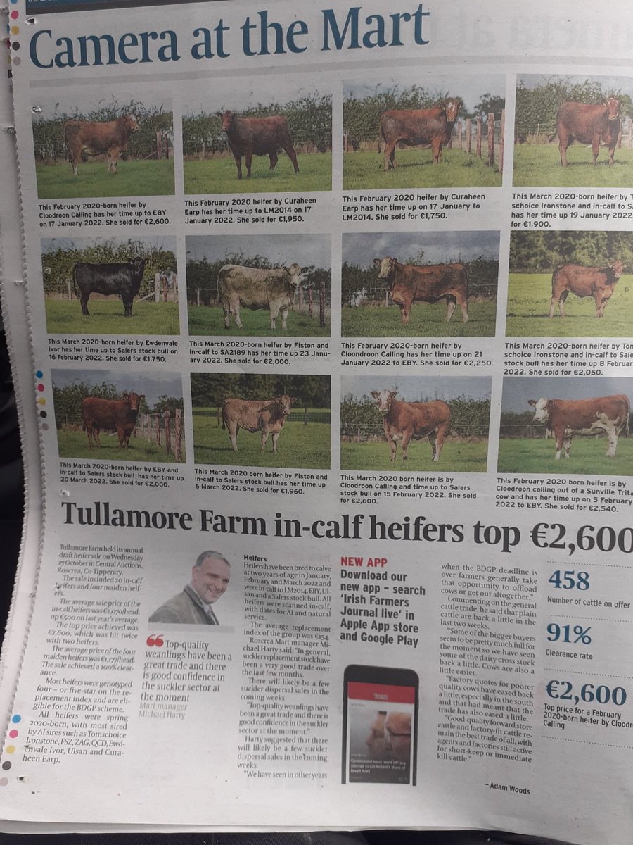 KirraneDavid's tweet image. Salers genetics working well at the Tullamore farm heifer sale,