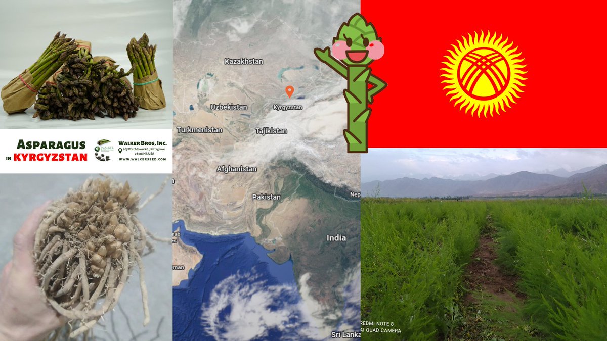 We are excited to see our asparagus varieties, including Walker Deluxe F1, have been planted in a new home, #Kyrgyzstan. The crowns are one-year-old and our grower is planning to expand his asparagus plantation this upcoming season! We keep exploring new homes for our varieties!