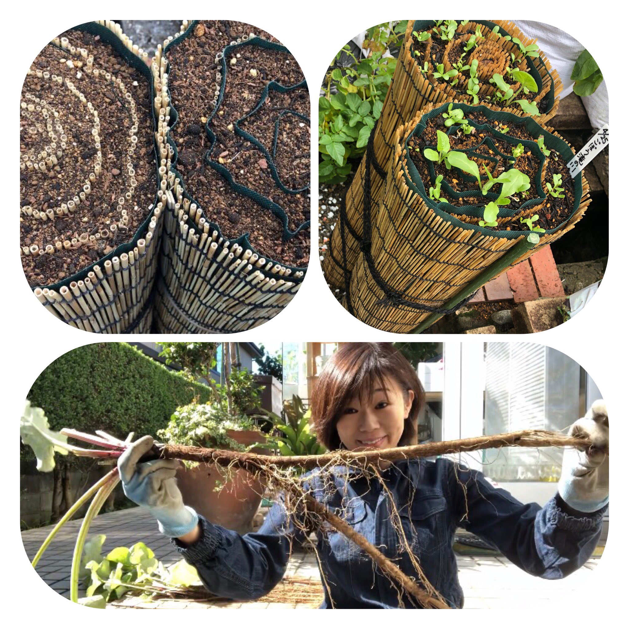 しばみゆ お家を楽しむyoutuber ゴボウをすだれで栽培してみました 収穫シャベル要らんで めっちゃ楽しいで すだれが育てたゴボウ はめちゃうまだった ごぼう 楽ちん すだれ栽培 Cookpad Com Recipe T Co しばみゆ お家を楽しむyoutuber ゴボウをすだれで栽培してみました 収穫シャベル要らんで めっちゃ楽しいで すだれが育てたゴボウ はめちゃうまだった ごぼう 楽ちん すだれ栽培 Cookpad Com Recipe T Co