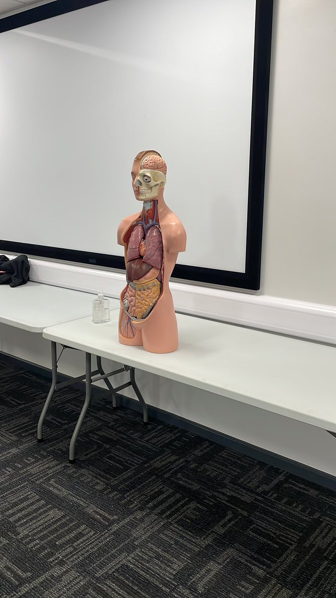 StaffsUniParas's tweet photo. Bob and I working with our first year students on Resp, Cardio and Abdo assessment seminar. Bob &amp; I just love a good scenario. Bob demonstrating which bits go where when you can’t see through the skin. #lovebob @StaffsUniHSW https://t.co/ncFXOOb14e