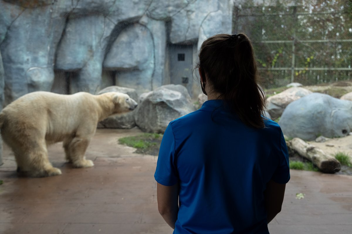 EarthRangers's tweet photo. Greetings from @TheTorontoZoo! Earth Rangers is bringing an early winter to the polar bear exhibit with a very COOL announcement, stay tuuuuuned! 

#SnowflakeChallenge https://t.co/f896UAvDjb