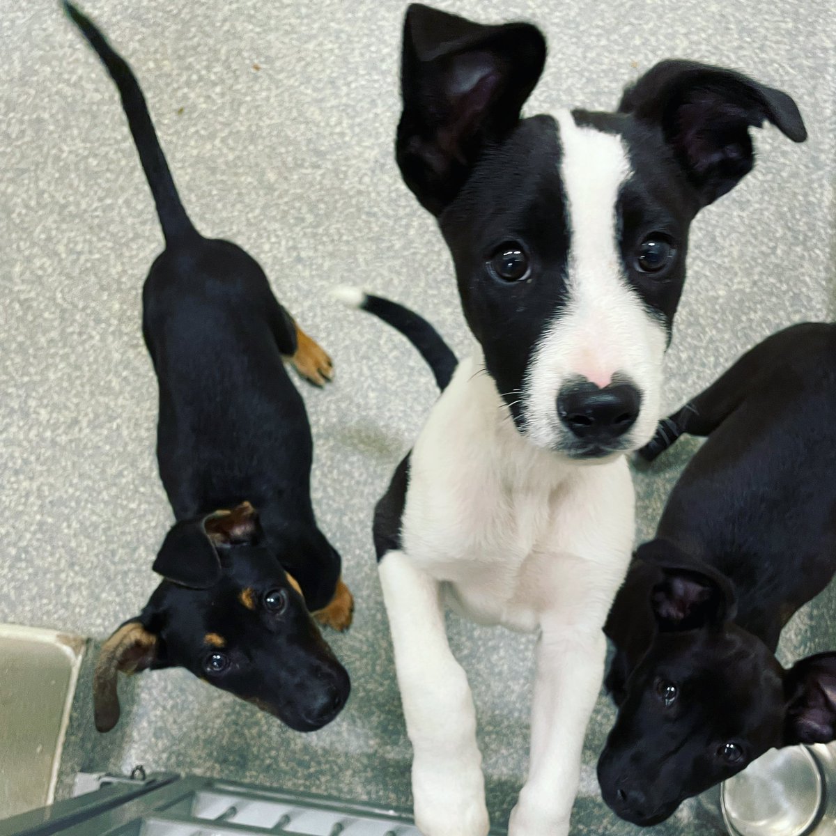 Providence_AC's tweet photo. #Eargoals 😍 Shimmer, Twinkle and Glint are available to meet this #Friyay! 

Walk in to meet them &amp; fall in love ❤️ We open at noon, and have several other available pups to meet! https://t.co/L4459aTctp