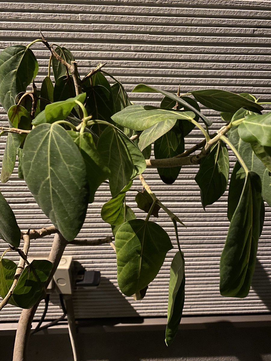 Green Design 植物のお医者さん Greendesign10 Twitter