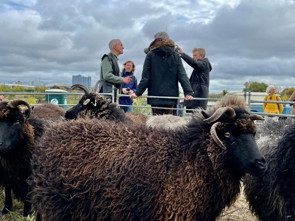 Some snapshots from the ‘Sheep for the climate’ action just now - highlighting the importance of rare breeds and extensive pastoralism at #COP26