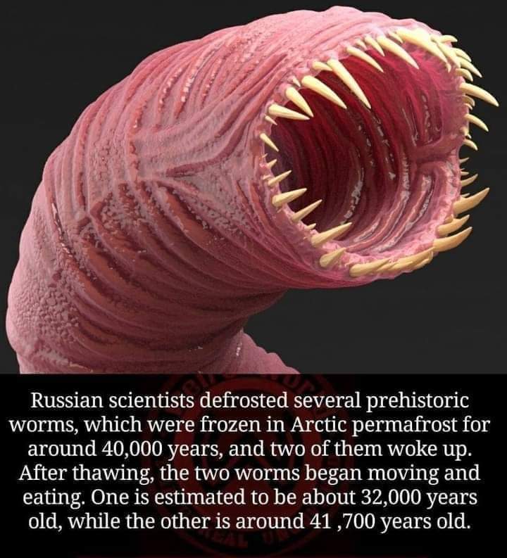 filthyfangirl on X: This is the alaskan bull worm spongebob warned us  about don't you lie to me  / X